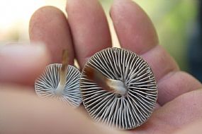 TuitQuedadaMicologica 2014